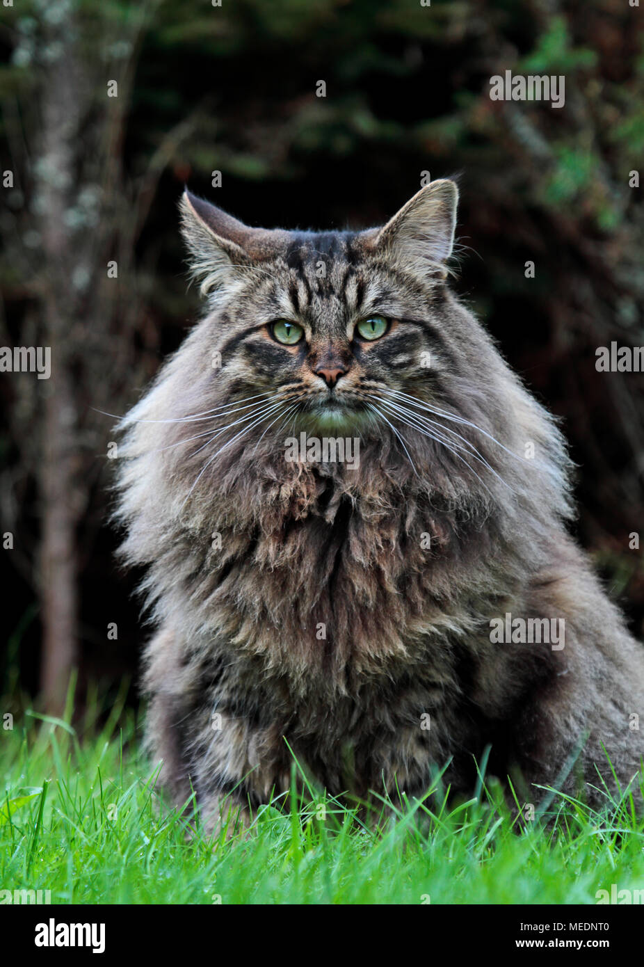 Grand et fort chat norvégien assis dans le pré Banque D'Images