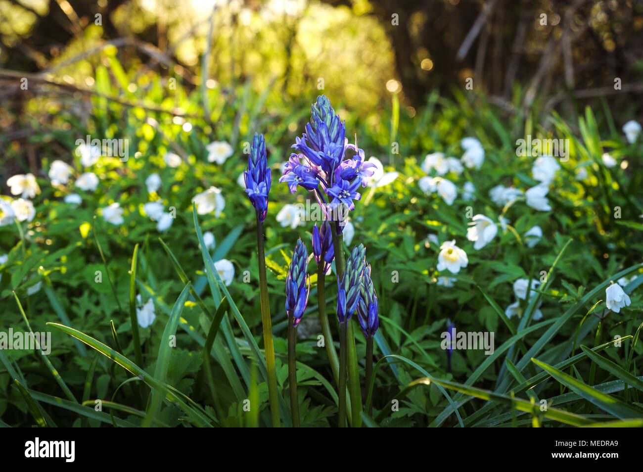 Bluebell en herbe parmi les bois floraison éblouissante anémones sous le soleil du soir dans la Réserve Naturelle Réserve Naturelle Bedelands, West Sussex Banque D'Images