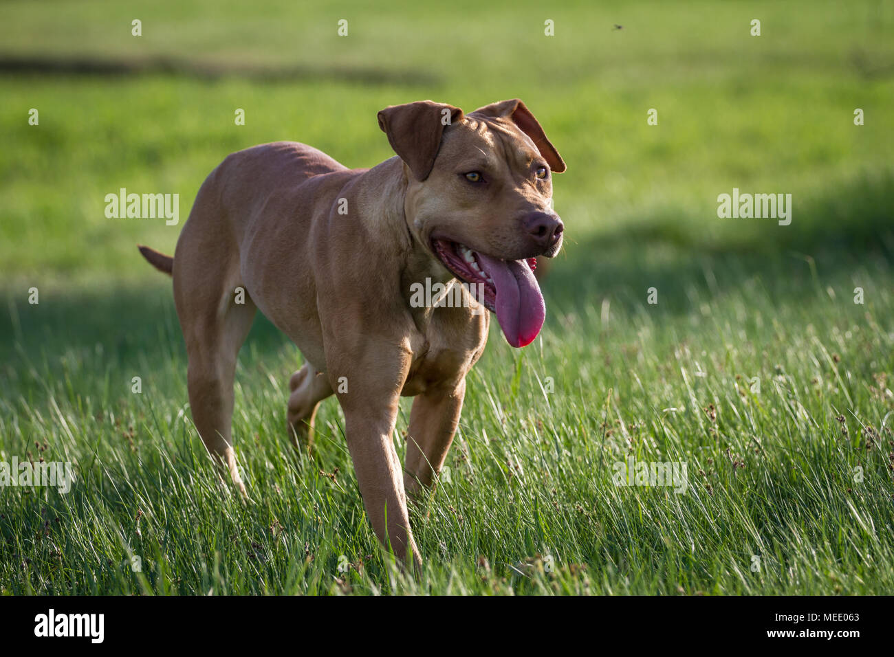 Fosse de travail marche Bulldog dans un pré sur une journée de printemps ensoleillée Banque D'Images