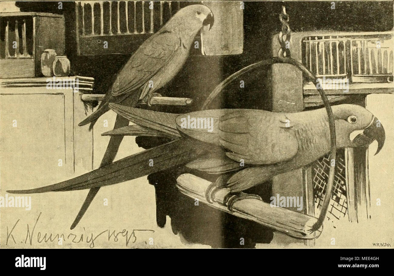 . Die Welt Gefiederte . ,}{^Qjij^gi lY^ äfit Iraro', (Psittacus Spixi, Wagl.}. Itoto JlttrblOB" (P. glaucus, F".). ' Seibejn/&amp ; natüilidicr cöfec ©. Un ^§^eint( fc. .^^au bie €onne auf einen Seite ber (SBirhing ifjre^getl, fo un brel^t er fid) euh, biä lüärnienben}trat bie ®len allenthalben iljrcu 3"''"^ tjaben erfüllt. (5iuer feiner j'iebling§plälj meffingne,e fit bie 3:l)iir ber Ofenröhre biefetbe ^ft, une bie 2Banb gelernt, fo äiööngt jroifdjen Jtiür er feinen Schnabel W UNB-ftöfjt frdftig anh coeur ah, fobaft Dfentljitr Änarreu lautem bie mit 3tö ber^roirb re angetrieben. § Fdieint 5)ie références 1920 Banque D'Images