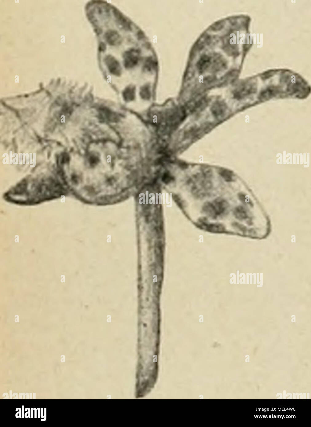 . Die neuen Gartenwelt . Rindenstückes belliuum verlängert wer- Saccolabium Rchb. f. Von B. Othmer, königl. Garteninspektor, München. (Hierzu drei AbhildungenJ. Saccolabium bellinum gedrungenes ist ein kleines, Pflänzchen aus der schönen Gattung von bekannten leich tem- Blühwilligkeit Wuchs und grosser, eine Pflanze, die stets erkenntlich für einige Pflege ist. Die ganze Tracht dieser Art ist aus der obigen ersichtlich figure. Sind die Blätter, derb an der Spitze schief, ausgeschnitten 2.-3 cm breit, 15 cm lang. Luftwurzeln Die sind stark kräftig und erledigt. Die unten- abgeb stehend Banque D'Images