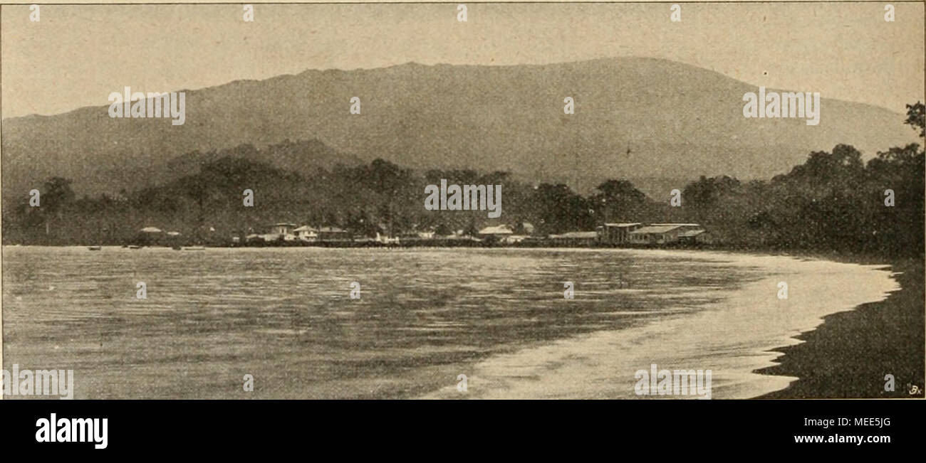 . Die Gartenwelt . es von der Seeseite, im Hintergrund die Kämme des Kamerungebirges. Originalaufciahme für die "Gartenwelt". Banque D'Images