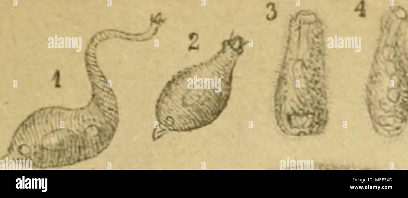 . Die einfachsten Thier- und Lebensformen des Pflanzenreiches mikroskopischenSÃ¼sswassbewohner : der Naturgeschichte . aÂ" '^ ^ ^14 Vs ; L^^-^^. 16 .Â£^- Â" 13 l'J  %^^ 2423 25 W 37 . 26 V w^ fTÂ JC / je 38"t^&gt ; 40 M^-^ /^- â '^ ^ «^ â â -j 'J2 r ;^ 3f. -F ? 46 31 54 55 â¢S8 y â ¢/ /â un 59 6Ã¼ 'f-^ 4961 W 72 jit (^/fl^j V3 5^ ;/' :"&gt ;^^^. f) r,4 f&gt;5 .f- rendez-vous /ir K 14 Verlag von Goeiitz^ v' zu Putlitz, IJraun^chweig. ¶Miuler afffché Lichtdruck KÃ &AMP ; Jona ?, Dresde. Banque D'Images