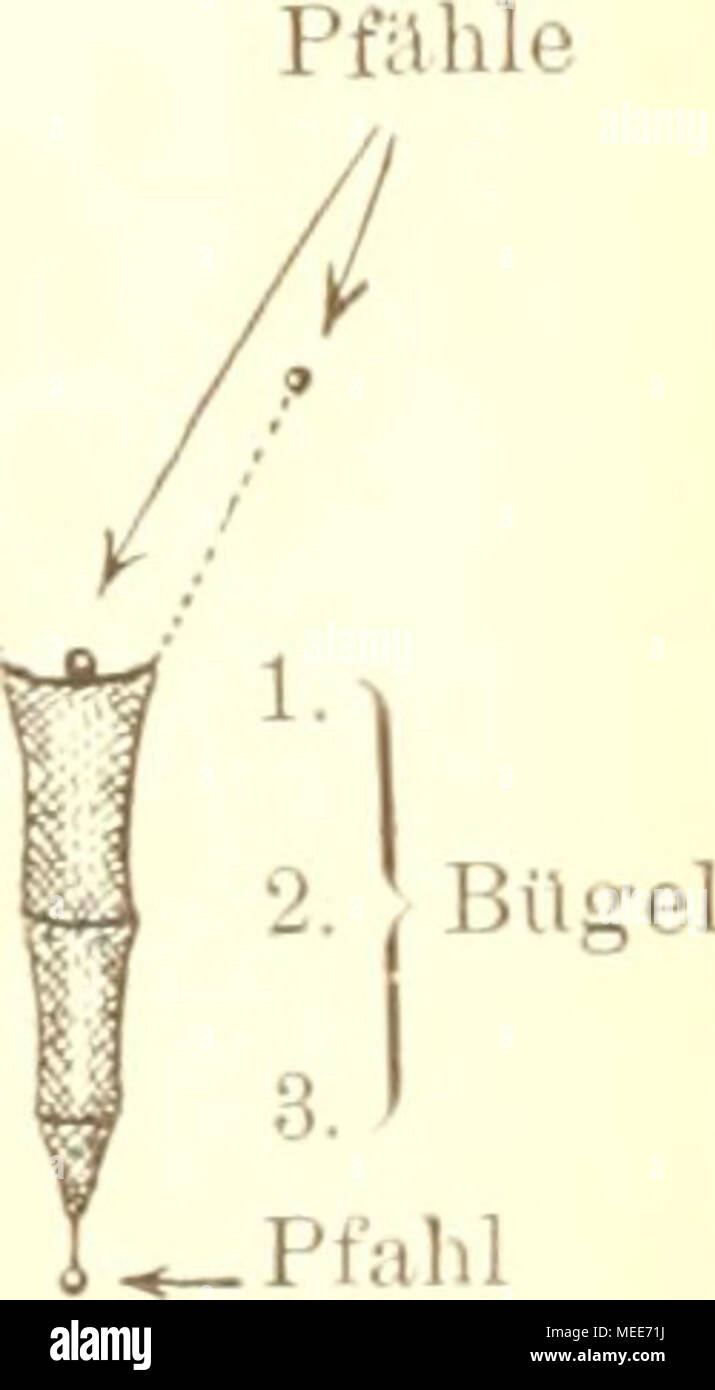 . Un Garneelenfischerei Die preussischen Küste der oldenburgischen und bis zum Dollart . Verengenins' der Maschen nach hinten zu. Fi" PiK. 6 2 3 standen und infolge der Bügel offen. Bügel hinter dem letzten o nach hinten zu standen die ersten Maschen, verengten les noch zu sich allmählich dann aber nach der Spitze zu, wo das Netz guerre zusammengeschnüit (voir Fig. G). Banque D'Images