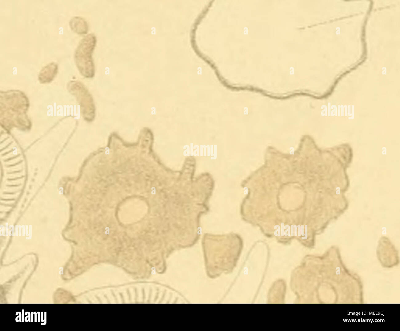 . Craspedoten Siboga-Expedition Medusen die der . par i 'H Fig. 75. 77, 78 0. Maas del. 76 0. Maas &AMP ; G. Keller del. Colonnes. P. W. M. piège. Fig. 75. Bitentaculata Solmundella (Quoy & Gaimard.) ; fig. 76. Aeginura weberi (n. sp.) Fig. 77, 78. Cunoctaiitha octonaria (Mc Crady.) Banque D'Images