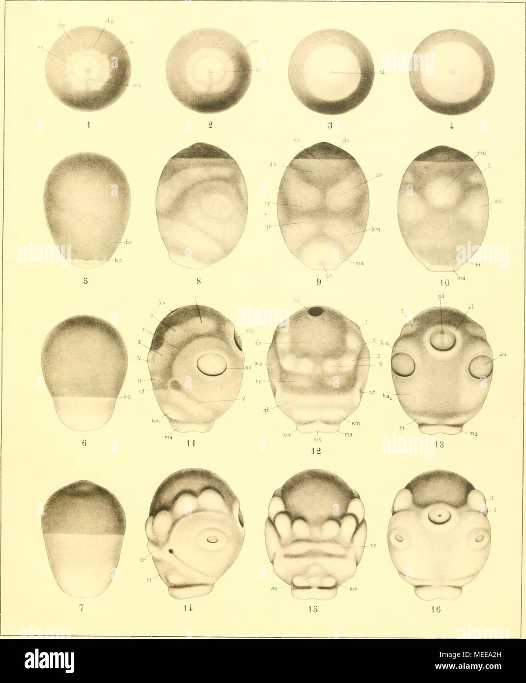 . Die Cephalopoden, I. Teil . A. ^aef clérel. Verlag c. R. Friedlander u. Sohn dans Berttn Münclien Obernetter J. B. dans Banque D'Images