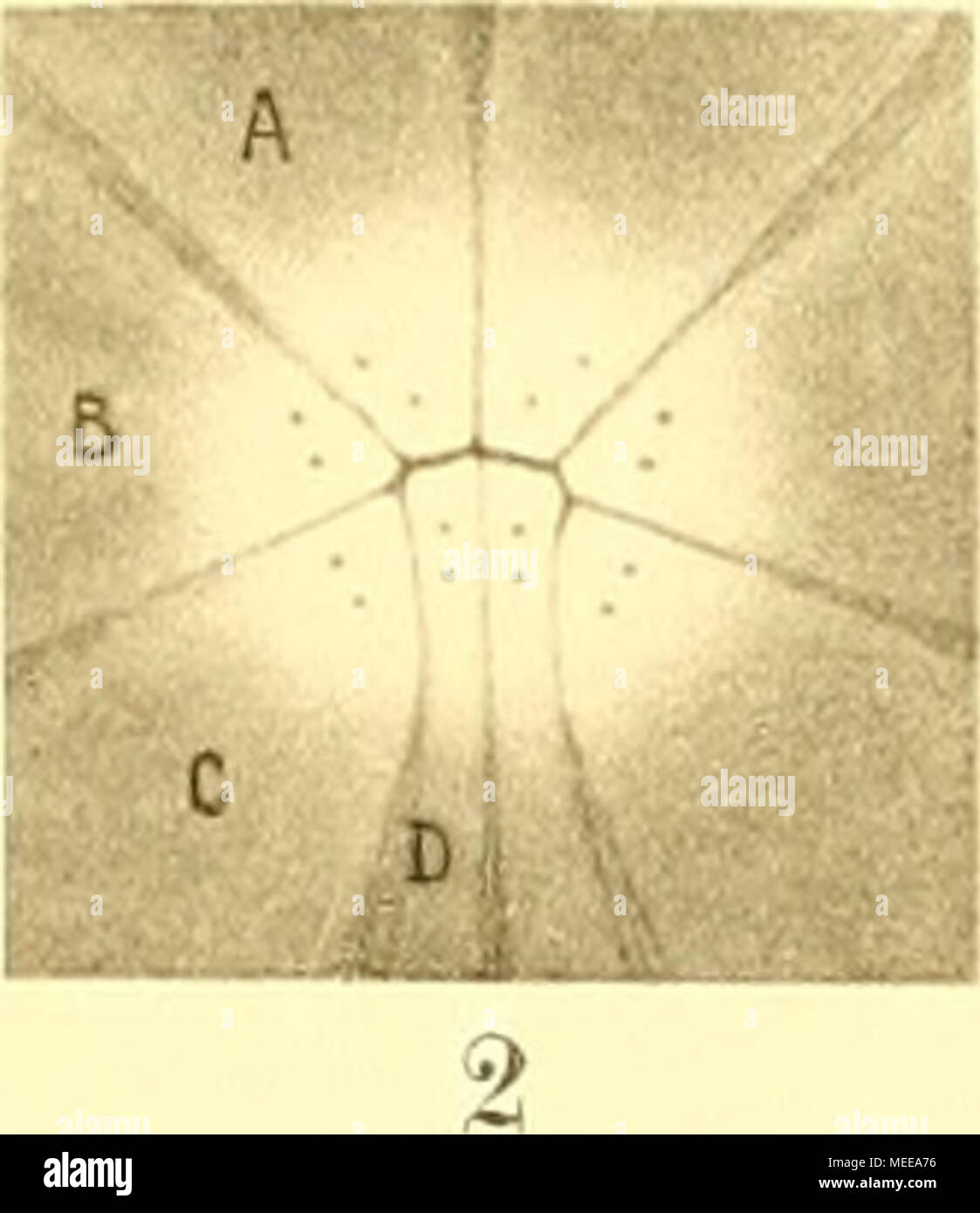 . Die Cephalopoden, I. Teil . Banque D'Images