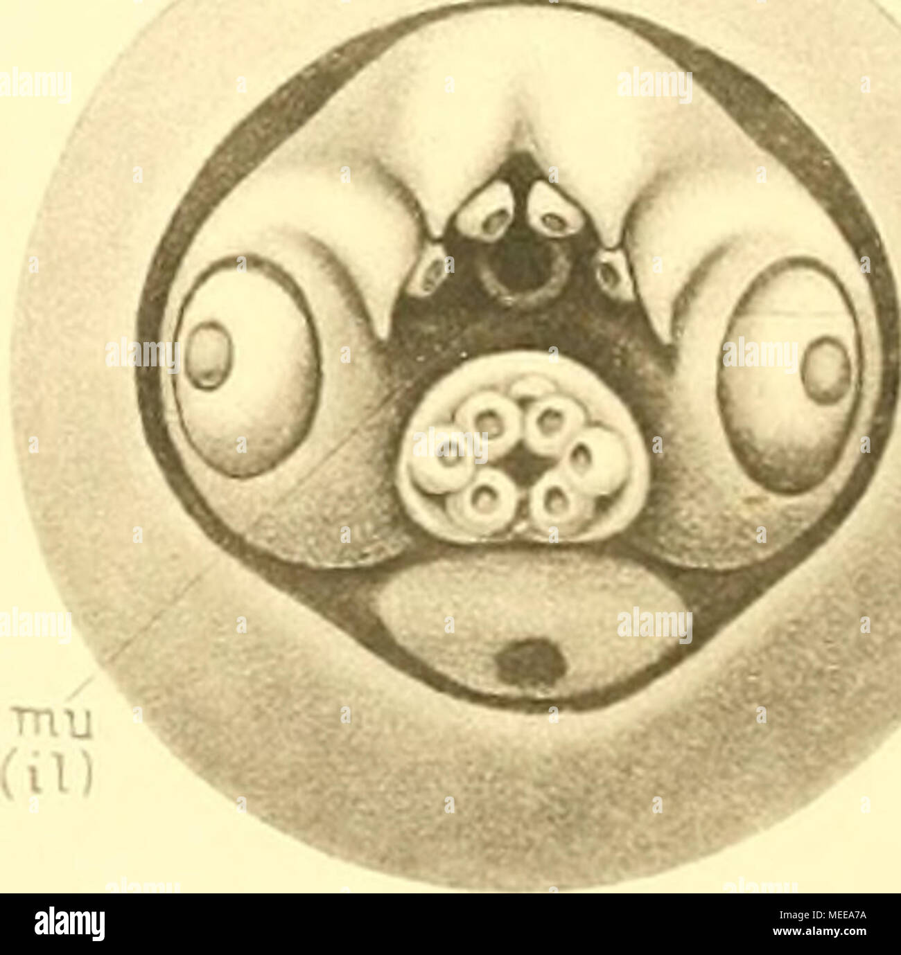 . Die Cephalopoden, I. Teil . M P^ Banque D'Images
