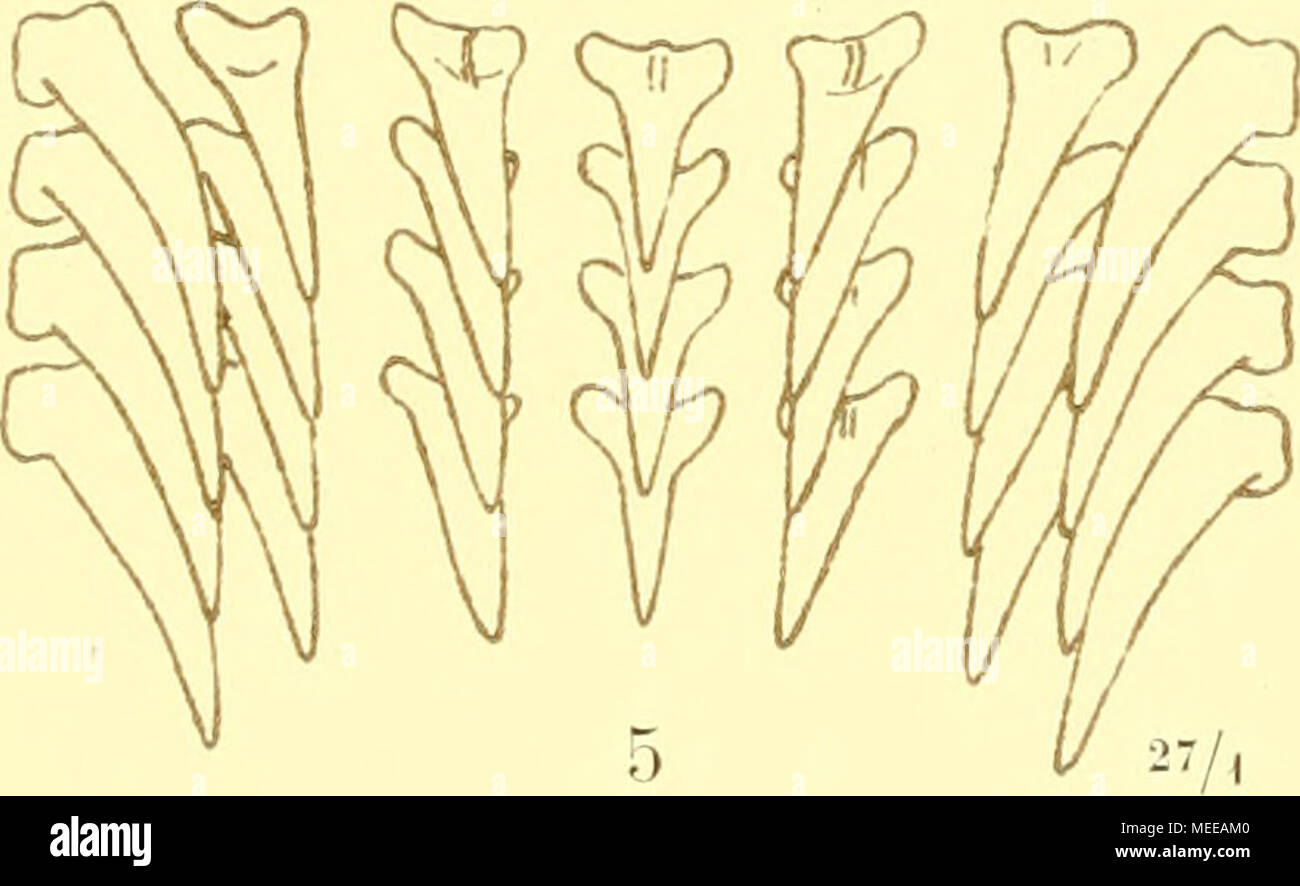 . Die Cephalopoden, I. Teil . Banque D'Images