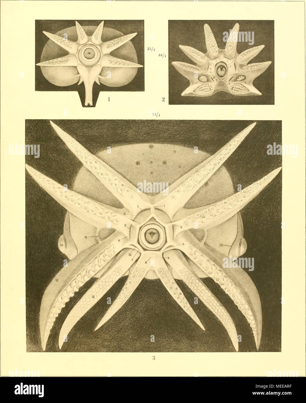 . Die Cephalopoden, I. Teil . Verlag c. R. FnedUinder n. Sofiii à Berlin J. B. Obemelter à München Banque D'Images