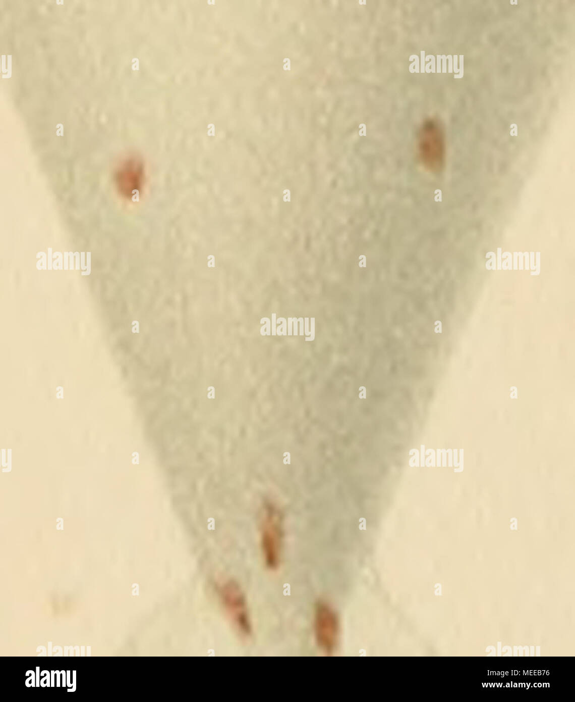 . Die Cephalopoden . Banque D'Images