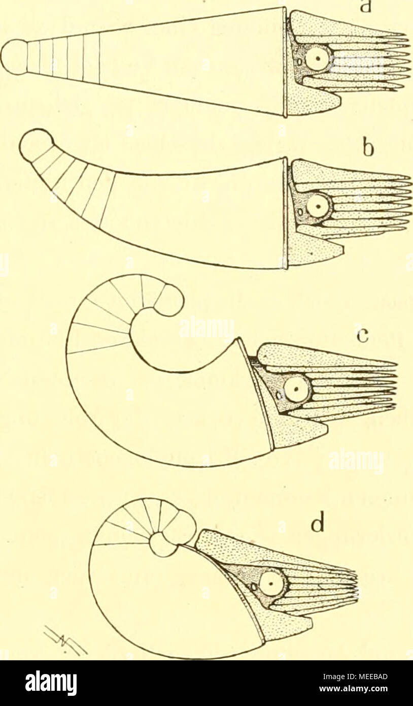 . Die Cephalopoden, I. Teil . derung des Weichkörpers Aufrollung infolge der macht die- selbe und bei den schritt Vorstufen- weise rückgängig. Die centre Niveaux proposés b und c, müßten Herstelhing wie sich nach der dieser Figuren gezeigt hat, flache, schüsseiförmige aufgetriebener blasig statt Anfangs- kammern tragen (p. 57 und 58). Textfigur 18. Les als der sekundäre spezifischen von Schalenbildung les Charaktere erscheinen Nautilus : 1. Die mélange, z. B. Dans eingedrückte dorsale des Gestalt der Wohnkammer geborgenen terkörpers Textfig (Hin-. 10) ; 2. die Ausbildung von besonderen, d dorsalen Banque D'Images