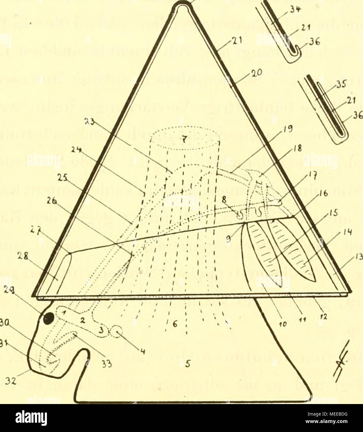 . Die Cephalopoden, I. Teil . Textfigur 5. Schema der Molluskenorganization. Cerebraler pleuraler 1, 2, 3 pedaler Teil des Schlundrings ; 4 ; 5 ; Se Balader Statocyste Ausstrahlungen 6 Kopffußretraktors Schalenadduktors des bezw, ; 7 desselben Ansatz der Schale ; 8 Branchialganglion 9 Punkt vorderes ; médiane auf der vorderen queren Mantelfurche ; 10 de la section Le Mantelhöhle ferienwohnungen hillbrand der ; 11 société Schalenrand Mantelrand ; 12 ; 15 société Mantel ; 14 hintere, 15 vordere Kieme ; 16 Stelle des afters an der Mitte der hinteren queren Mantelfurche Visceralganglion ; 17 ; 18 ; 19 ; Herz Enddarm 20 Schalen- epithel ; 21 Sch Banque D'Images