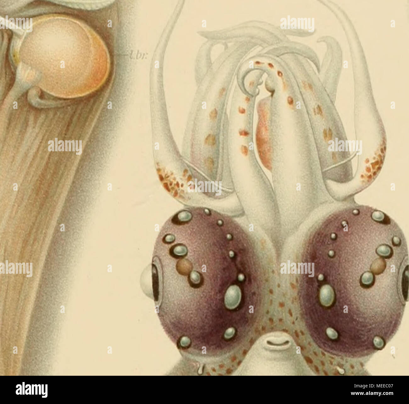 . Die Cephalopoden . Banque D'Images