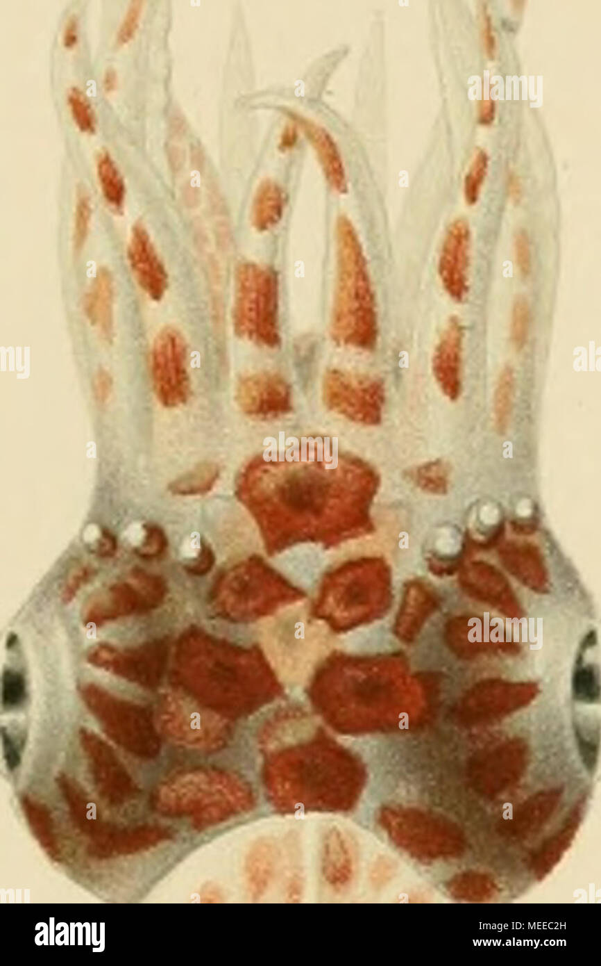 . Die Cephalopoden . C..-.W' s Banque D'Images