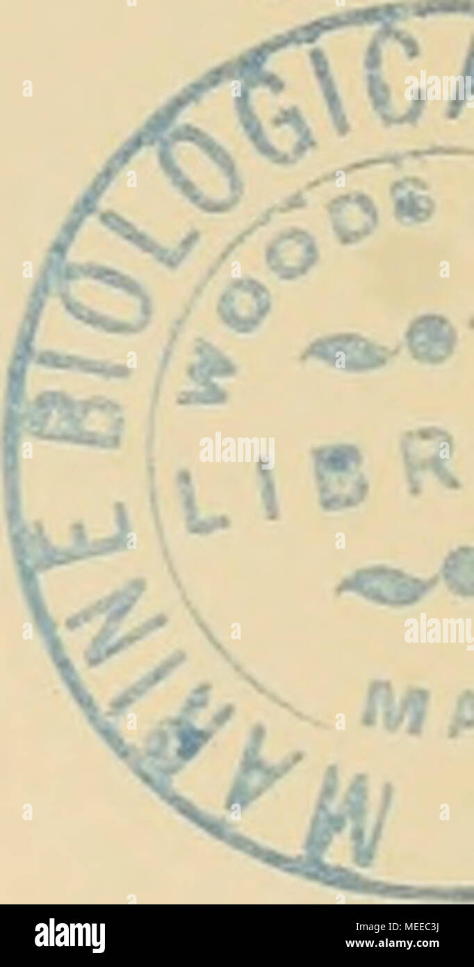 . Die Cephalopoden . Banque D'Images