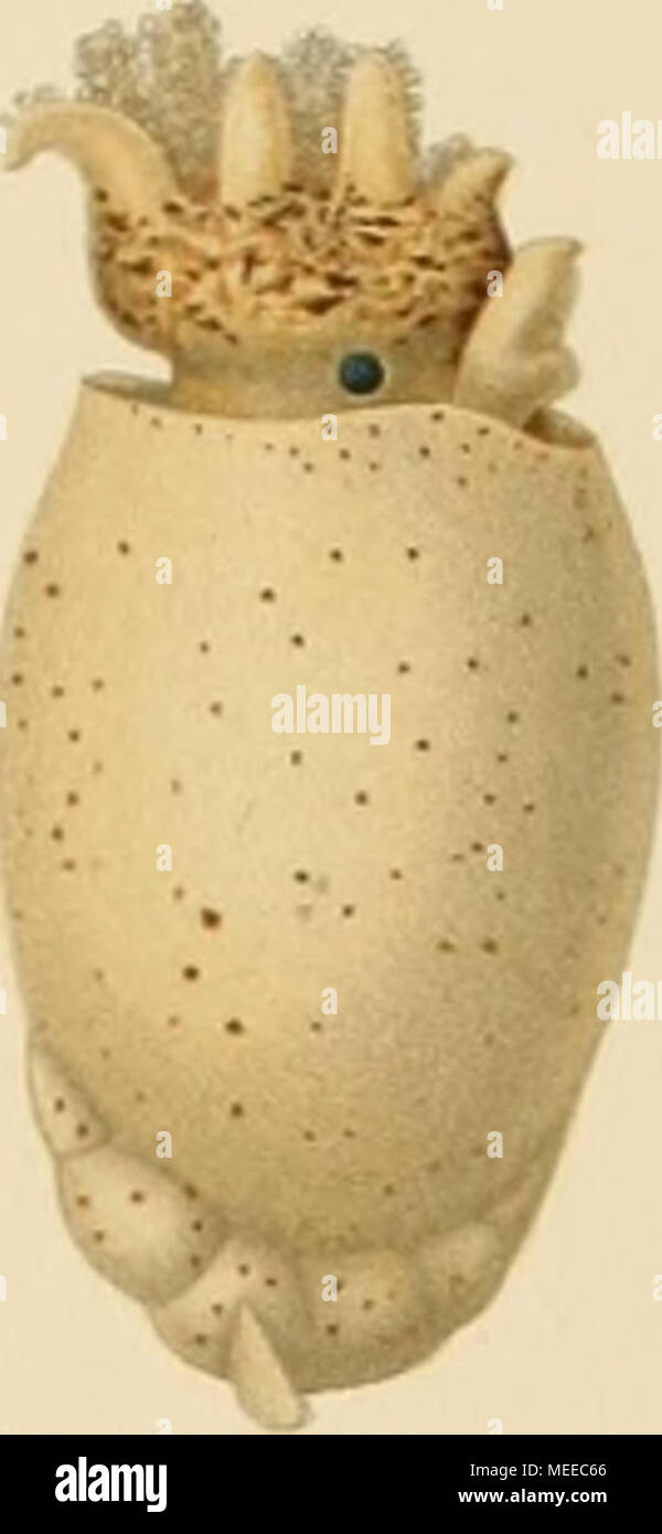 . Die Cephalopoden . Banque D'Images