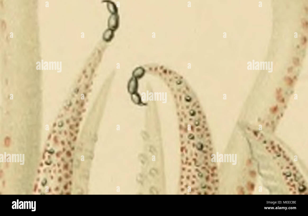 . Die Cephalopoden . Â"Â"â â â . ;|. Banque D'Images