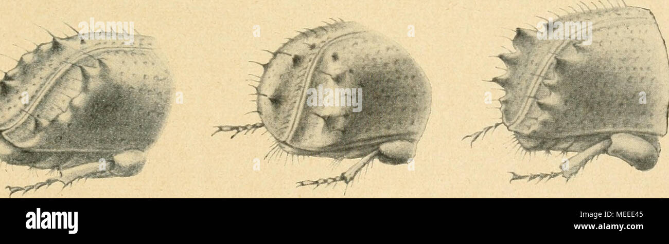 . Die forstinsekten Mitteleuropas. Ein Lehr- und handbuch . g II J'ABB. 241A. Flügeldeckenabstürze, une Ips sexdentatus Boern., b Ips amitinus Eichh., c Ips acuminatus Gyll. Mannsfeldi Wachtl, d ips ips curvidens., e, f, g F. laricis ips ips suturalis Gyil. J, h, j'^ derselbe Ips proximus Eich. (J'. - Aus Koch (gez. U2000). Spessivtseff^e). Naht des Basalgliedes ühlerkeule P'der in der Mitte stark bogig rauhgekörnt vorgezogen, Stim, Matt, beim (j" ohne Höckerchen, Absturz der Flügel- decken vom 2. Zahn ab senkrecht rapide, längs der Naht und den vorderen Seiten lang behaart, suis Westfalica zers Banque D'Images