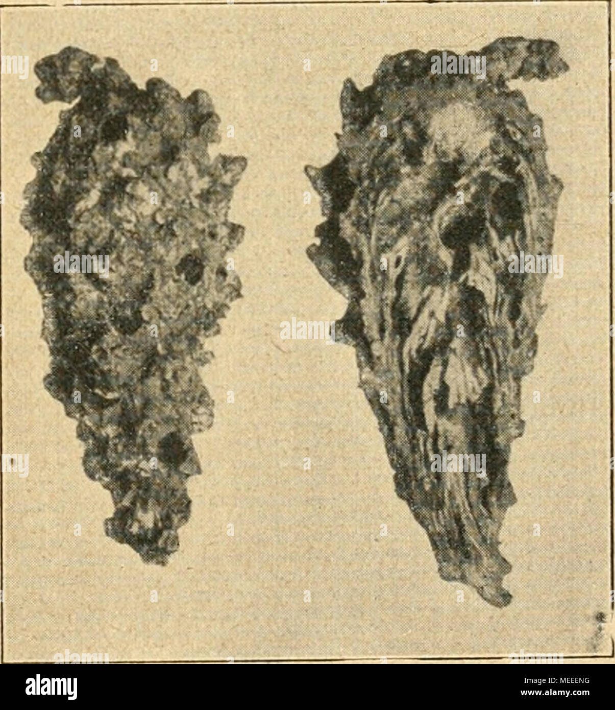 . Die forstinsekten Mitteleuropas. Ein Lehr- und handbuch . Abb. 189. Von Kiefernzapfen dirostris Pissodes vali- Gyll. frappé. Liens Zapfen mit Aus- fluglöchern durchschnittener Zapfen, rechts mit Larvenfraß. - Phot. Scheidter. ') H. E. Wichmann (1922) Stangenhölzern Fangbäume dans empfiehlt dans der Weise son zurichten-, dass man einzelne Stangen dans Brusthöhe einsägt bis zur Mitte und nach der anderen Seite umbricht (die i. Serie Ende Februar, die 2. im Mai). Bleibt Die Krone Duftspender als Verbindung mit dem Baum dans liegen. Ende Juni sind die Brüten der i. Serie, Ende der die Août 2. Serie z Banque D'Images