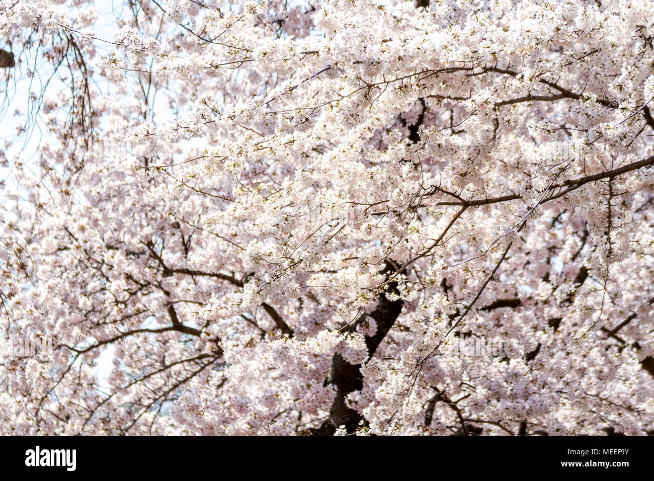 Les fleurs de cerisier en pleine floraison au National Mall et des marées à Washington, DC, printemps 2018. Banque D'Images