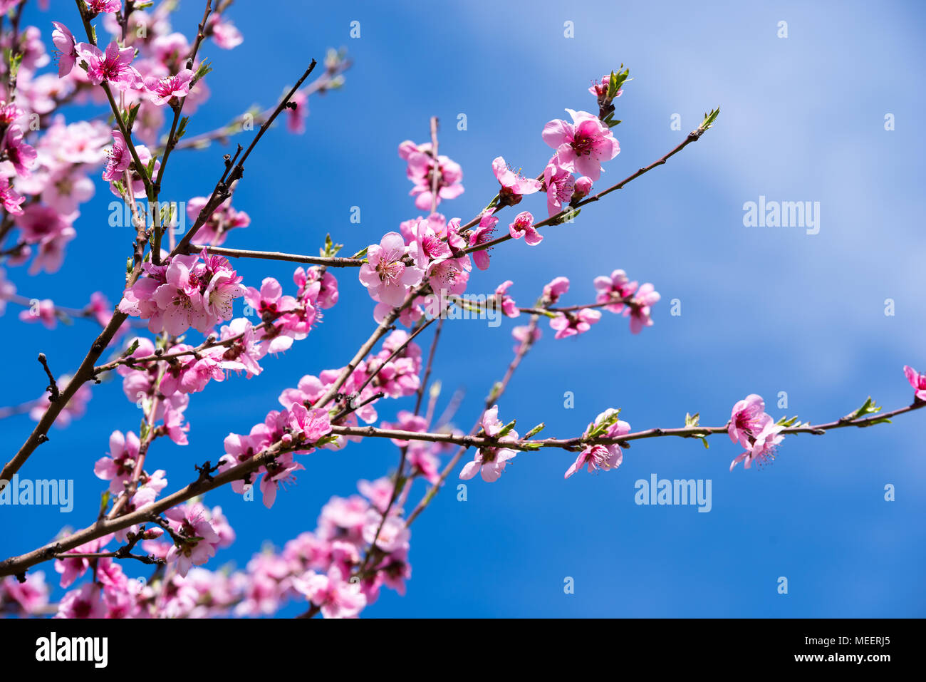 Sweet Peach Blossoms au début du printemps avec ciel bleu en arrière-plan. Banque D'Images