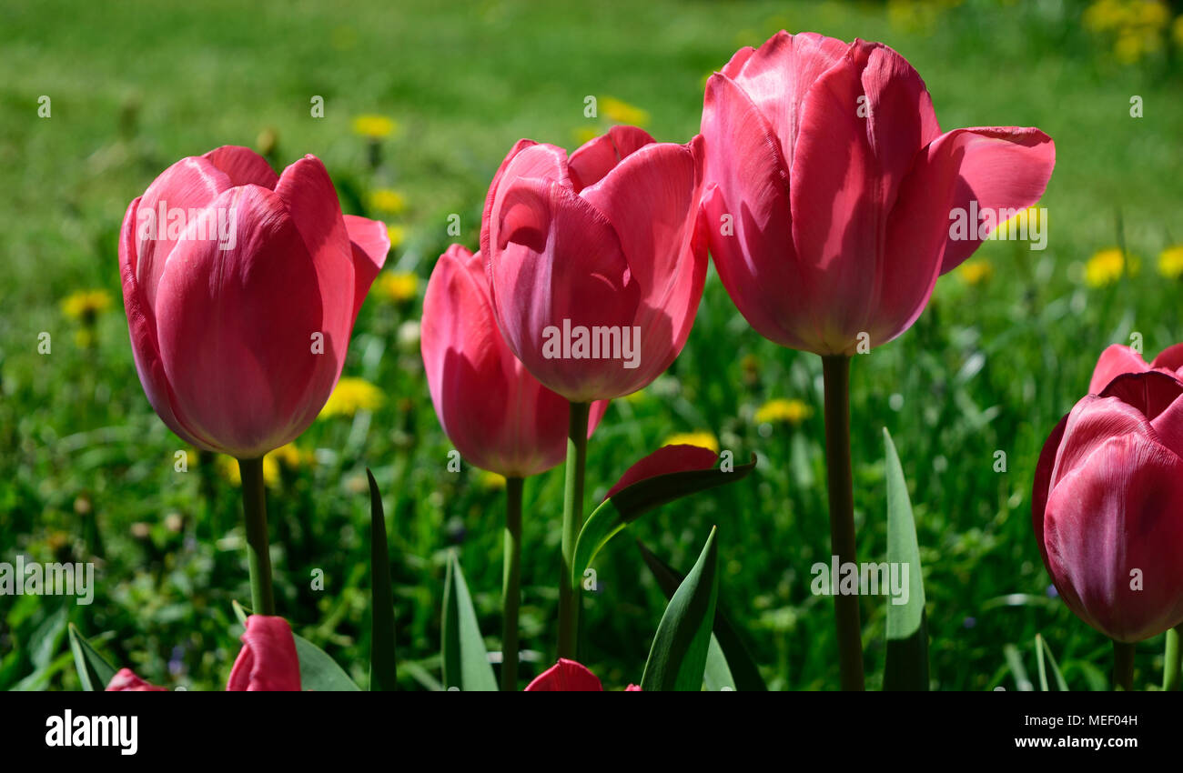 Tulipes rouges dans le parc. L'herbe verte brouillée avec des touches à l'arrière-plan. Vue en gros plan. Banque D'Images