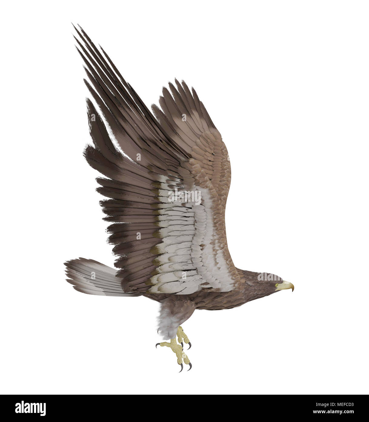 Hawk flying isolé sur fond blanc, 3D Rendering Banque D'Images
