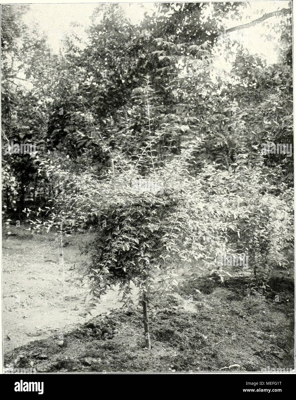 . Die Gartenkunst . Syringa persica var. laciniata. kosten von ca. lUOU M. nach dem quelques Ertrag des Waldes gedeckt werden. Dans fragliche Das Gelände grenzt ganzen Breite nördlich un senneur den Bürgerpark, ist 66 ha grol's und würde der wesentliche aussi Vergröl'serung bzw. Ergänzung des Bürger- Parkes (136 ha) bilden, der seine Entstehung bekanntlich im Jahre 1865 dem auf dem vorderen Teil der Bürgerweide ab- gehalteneu Bundesschiefsen verdankt zweiten deutschen. Noch im gleichen Jahre bildete sich auf Anregung des Kaufmanns. lloller Hollei-Allee 1869 nach welchem die benannt wurde, der Bürg Banque D'Images