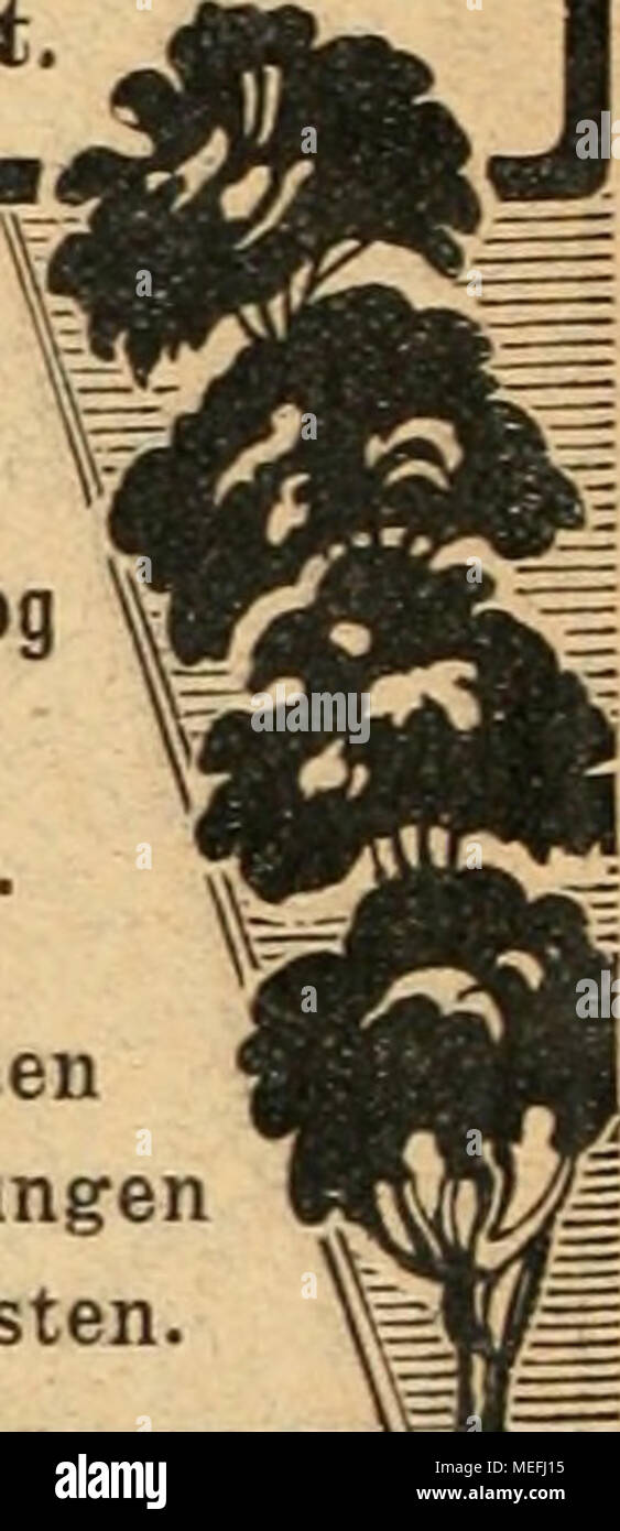 . Die Gartenkunst . M homme bimt bei Bestellungen auf jour^artenKunst sieb zu" bezieben. E3E3E3£3E3E3E3E3E3AE3E3£3aEX3£3E3E3E3£3£3E3E3E3£3 StflrhB flllBBhäuniB 3£ I. 1 I E3 Q Grosse Vorräte von Linden, Bollendorf, Q S Ahorn usw. Dans prachtvoller, ver- g €3 pflanzter Ware, mit schönen Kronen. H A B I.Sträucherü bauiiiart. Gehölze 1 E3  = = = = = = = = = = = = =^ B Q dans Q, Allen M und grosser Sortenwahl. S I Obstbäume, | S  = = = = = = = = E3 Sehr grosse Vorräte dans allen Grössen und Formen d exploitation, starke g Spaliere und Pyramiden. Q Coniferen. 1 Taxus baccata fastigiata, und Blau- tannen etc. mit festem Ball Banque D'Images