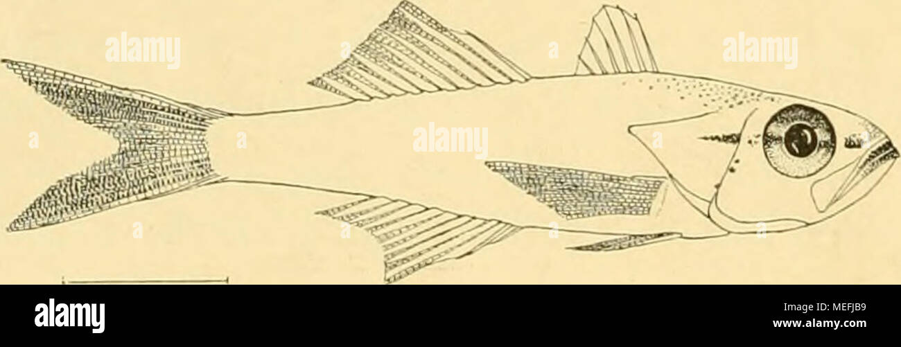 . Die Fische der Siboga-expédition . Fig. 60. Rhabdamia^ cypselurus von Stat. 179. X - V2- KÃ¶rper gestreckt, un Clupeiden erinnernd RÃ¼cken manche ; schwach mit convexe-Schnauzenprofiel RÃ¼cken abfallendem gerade. Ventrallinie gerade rapide. Hôtel il¶geht 4-/3 mal, Kopf mit Einschluss des langen Opercularlappens^3 mal 4 TotallÃ¤esn dans Augendurchmesser ÃY^ ; der mal dans KopflÃ¤diese nge, er ist ungefÃ¤^¤lÃ Y rh als die SchnauzenlÃ¤nger nge und der Augenabstand. Unter- Kiefer, vorspringend Augenmitte invités reicht bis zur, und trà¤GrÃ¼bchen jederseits gt vorn ein, die ist schrÃ Mundspalte¤g. J'opercule das Banque D'Images