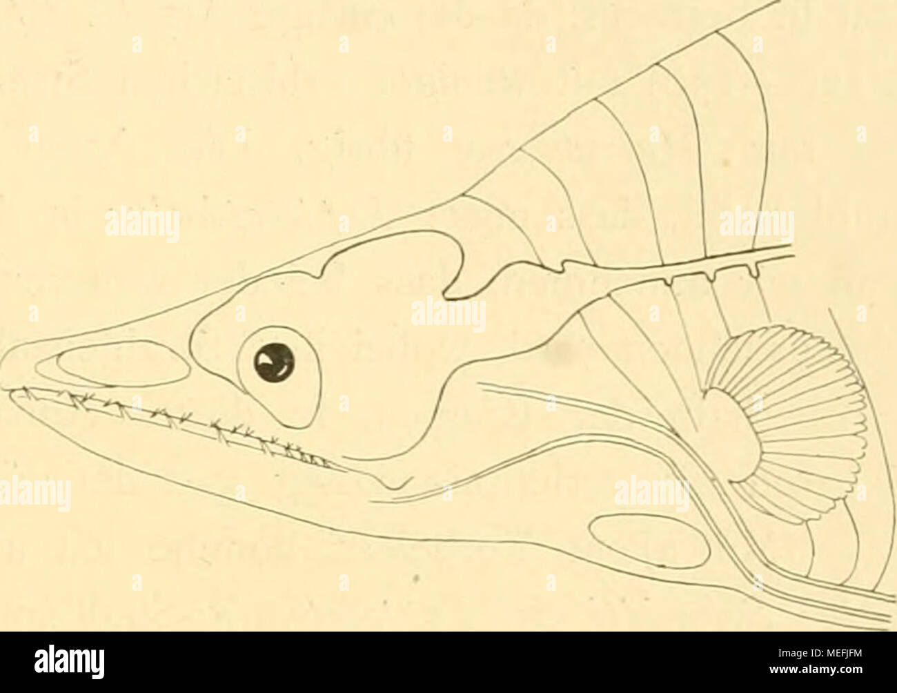 . Die Fische der Siboga-expédition . Fig. 24. Von Kopf Schmidti leptocéphales n. sp., 47 Stat. von von 83 mm Länge. Ungefähr 9 X 2 mm- Schnauze. Die Höhe geht 8,3 aussi mal, der Kopf 16 mal dans die Länge. Der Durch- messer des auges geht 5^1, mal dans die Kopf länge, 2 mal dans die Schnauze und 2^postorbitalen 3 rnal dans den Teil des Kopfes. Die Schnauze gestreckt ist mit einer zugespitzt, langgestreck Riechgrube- dix, ovalen. Mundspalte weit hinter Die invités reicht das Auge. Oberkiefer jederseits ungefähr Im 11 spitze Zähne, im Unterkiefer 10, von die en 6 vorderen grösser sind. Alle Zähne sind nach vo Banque D'Images