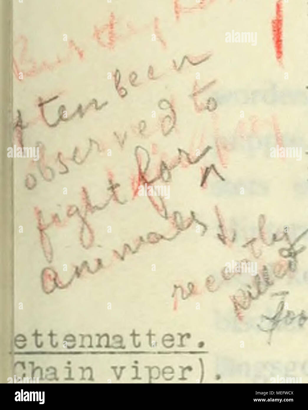 . Schlangen Die europaeischen : Kupferdrucktafeln nach Photographien der lebenden Tiere . 'Tensivo 70r" riuscle^/C de l'ar.d cerveaux, 'vliÃ¤kjh dans ca| tj-rHrt7'*73S-*^'""^T :''i'TT^-"^^elnaJtter tSfe. lUnt-mangé du poisson mort. Tous les alniost Jpent dans hinter v/ater. U'h^ 3hain viper) olmberfpÃ sypel «¤- est scabra.^j g-eater.y^jjSmld sv/ri .ic.7 Ei;f^s^'r/jjn ^.vith veryhard, Shell/':7Ã¤&amp ; attiré par le sn^ll de" la r-r rs^^^-^^¶r-bÂ"Son^.. Qf. iirds. N'utilisez pas le^ siÂ€HT, mais Ãuided^fhe était par trop snall de sens. On a souvent observé ho^.v il goûté le egffTvith » la langue Banque D'Images