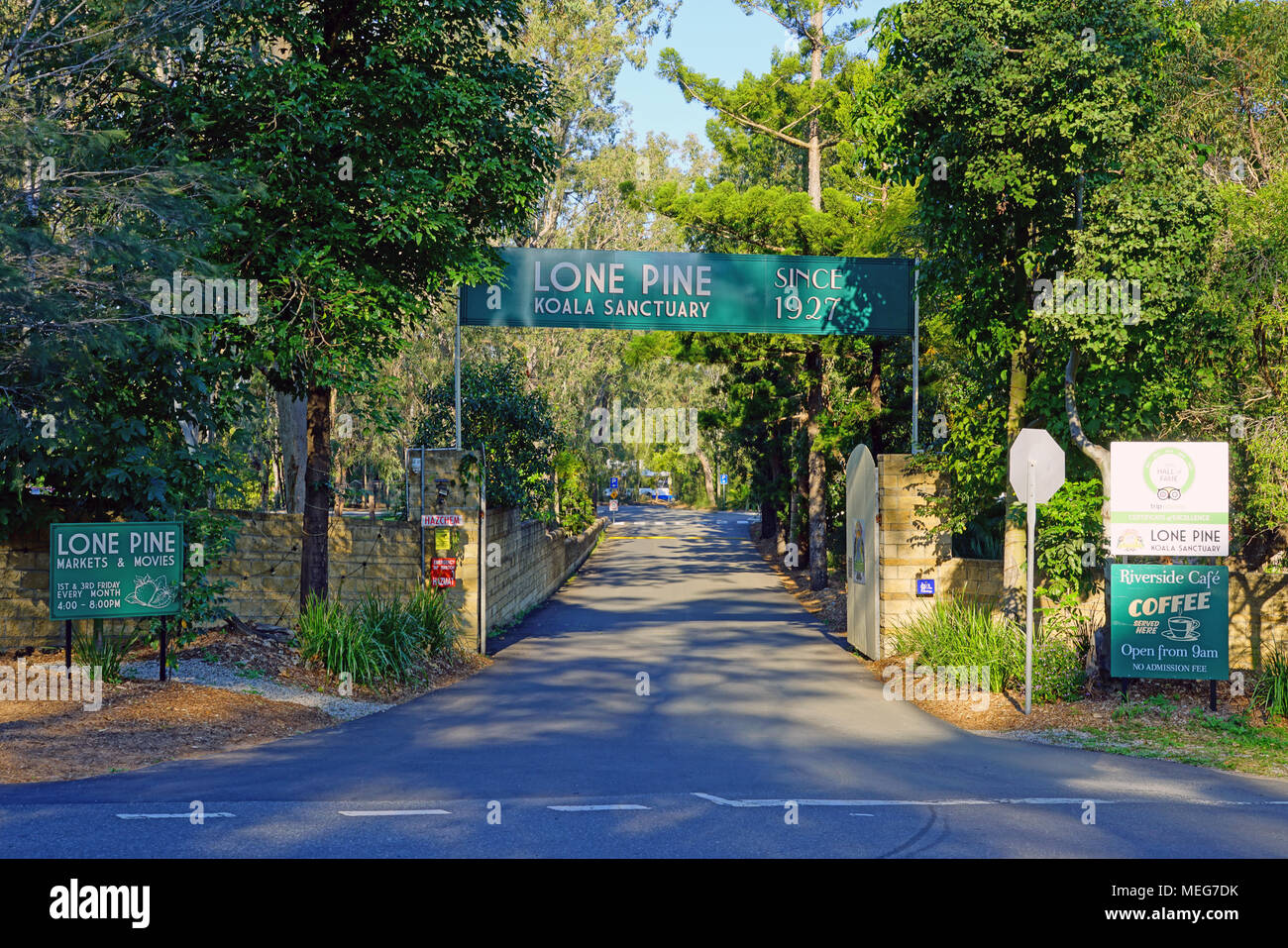 Le sanctuaire des Koalas de Lone Pine, le plus ancien et le plus grand sanctuaire de koala dans le monde près de Brisbane, Queensland, Australie Banque D'Images