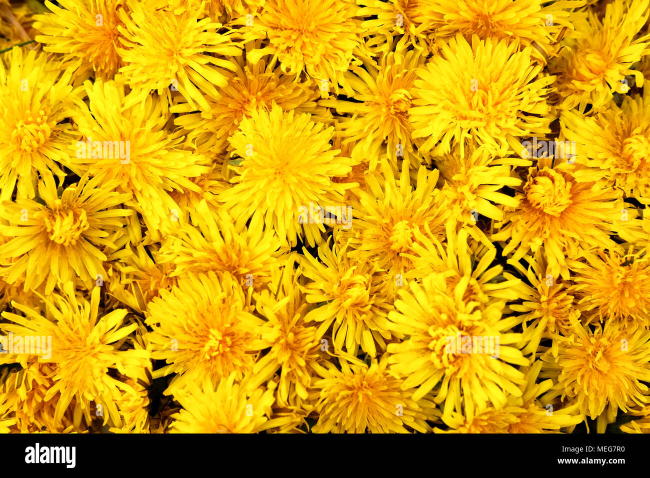 Têtes de pissenlit (Taraxacum officinale) diffusées pour l'utilisation de la phytothérapie. Banque D'Images