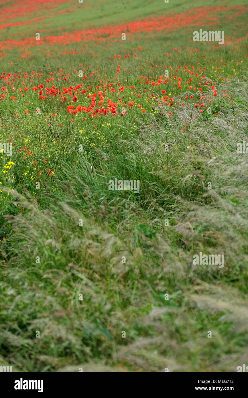 Coquelicots dans un champ d'orge, South downs, UK Banque D'Images