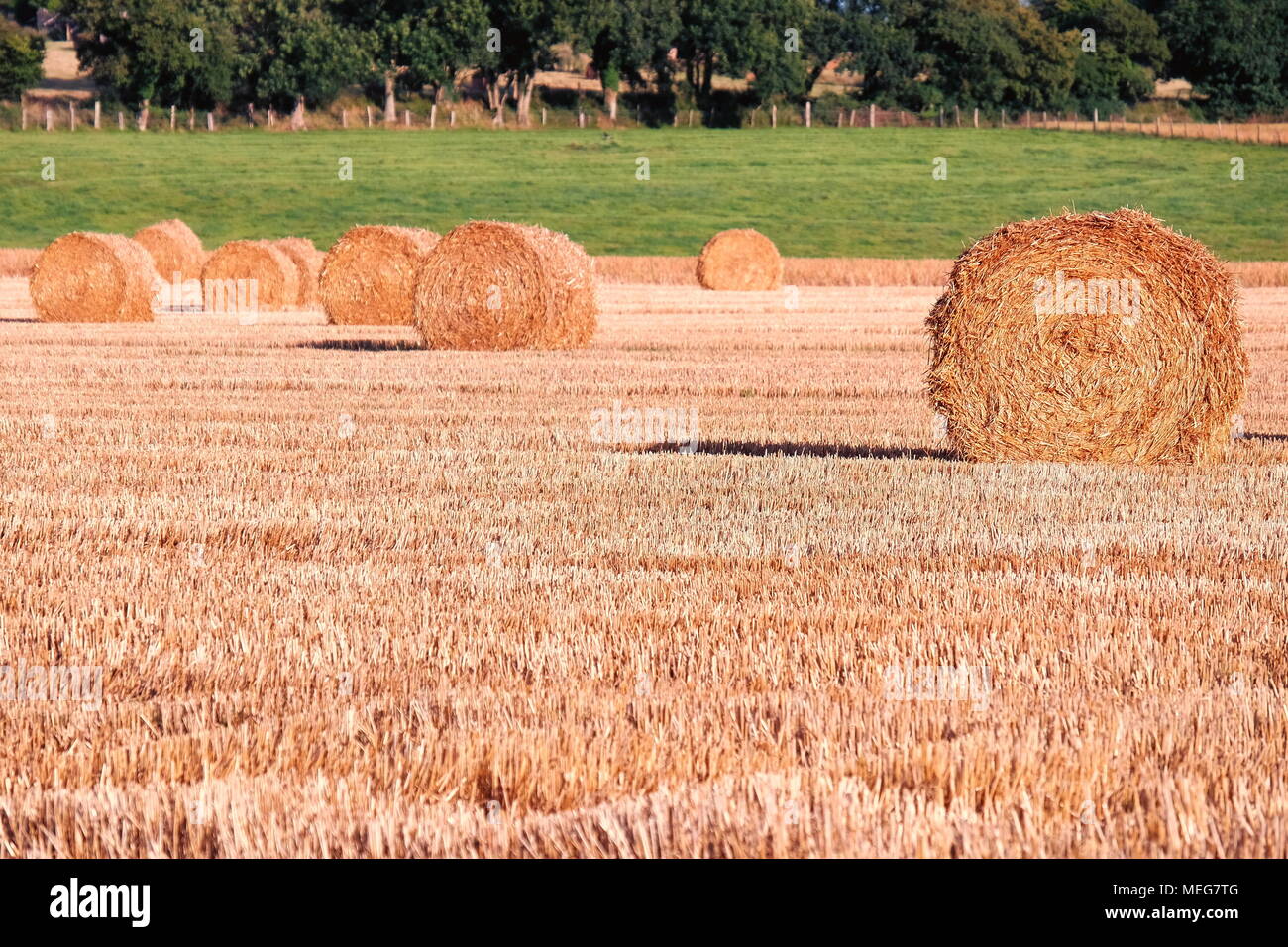 De grandes bottes de paille en attente de collection dans la fin chaud soleil de Normandie. Banque D'Images