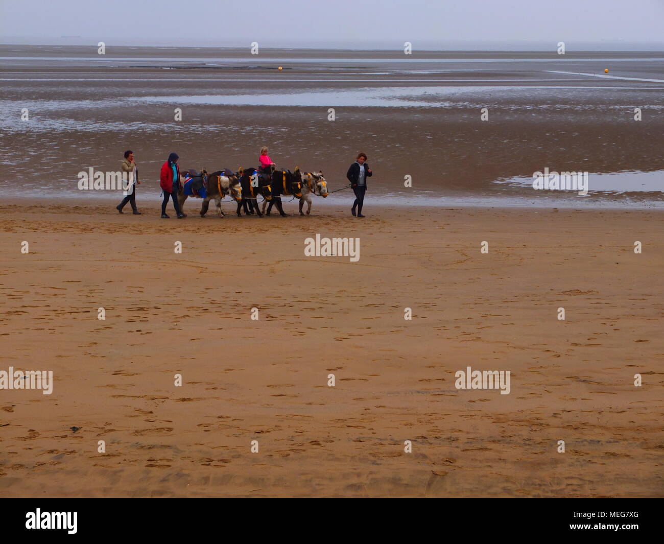 Âne à marée basse sur la plage Cleethorpes. Banque D'Images