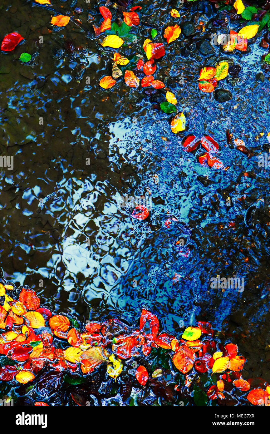 Feuilles flottant d'automne vers le bas une rivière forestiers Banque D'Images