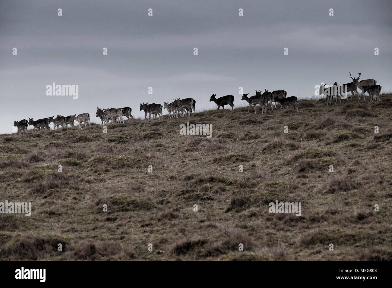 Le daim à Petworth Deer Park, West Sussex Banque D'Images