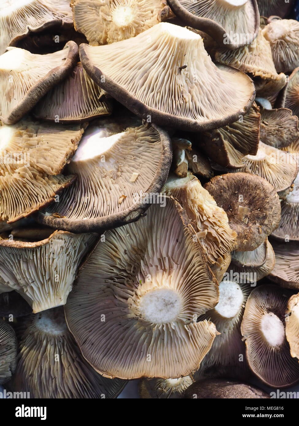 Champignons au marché un Banque D'Images