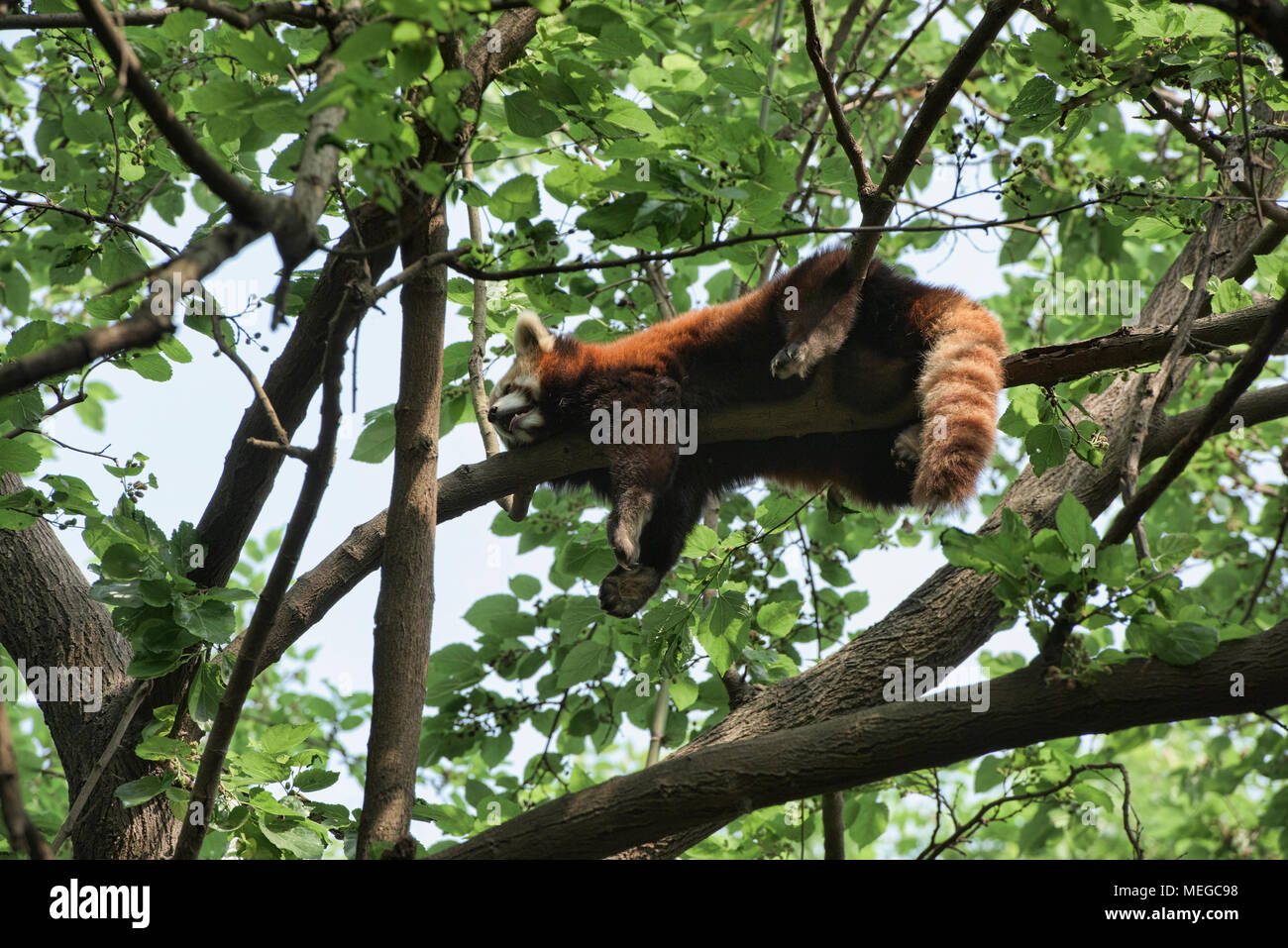 Le panda rouge à la base de recherche de Chengdu Panda Géant se reproduisent dans Chengdu, Sichuan, Chine Banque D'Images