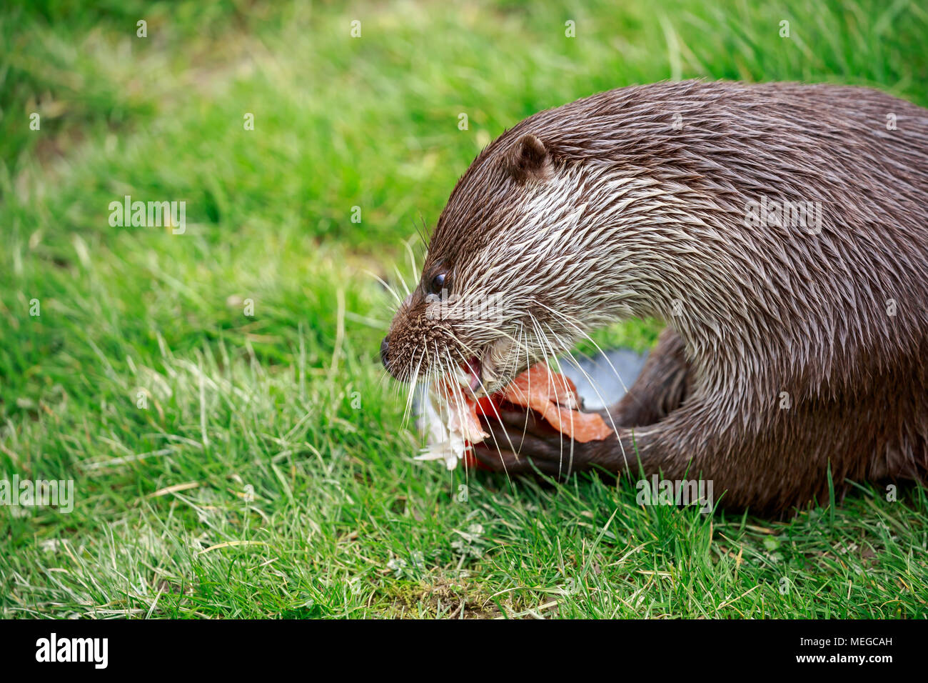 La loutre eurasienne, également connu sous le nom de la loutre d'Europe, la loutre de rivière, loutre commune, du vieux monde et la loutre, est un mammifère semi-aquatique. Banque D'Images