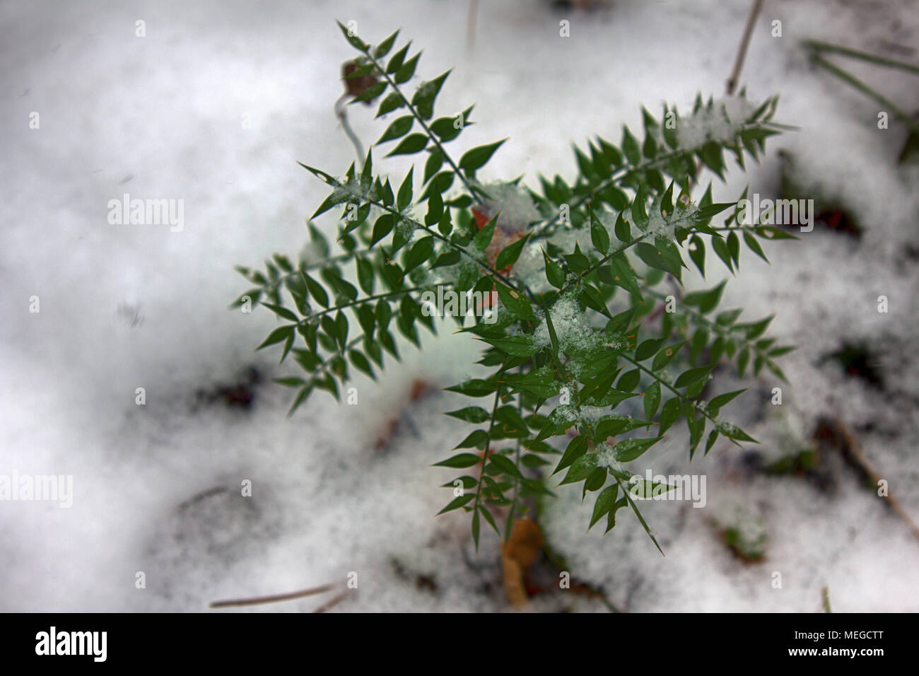 Balai-bouchers (Ruscus aculeatus angustifolius) - evergreen subtropicales courbé sous le poids de la neige inattendue, relique tertiaire, vu Odysseus. Colchis. E Banque D'Images