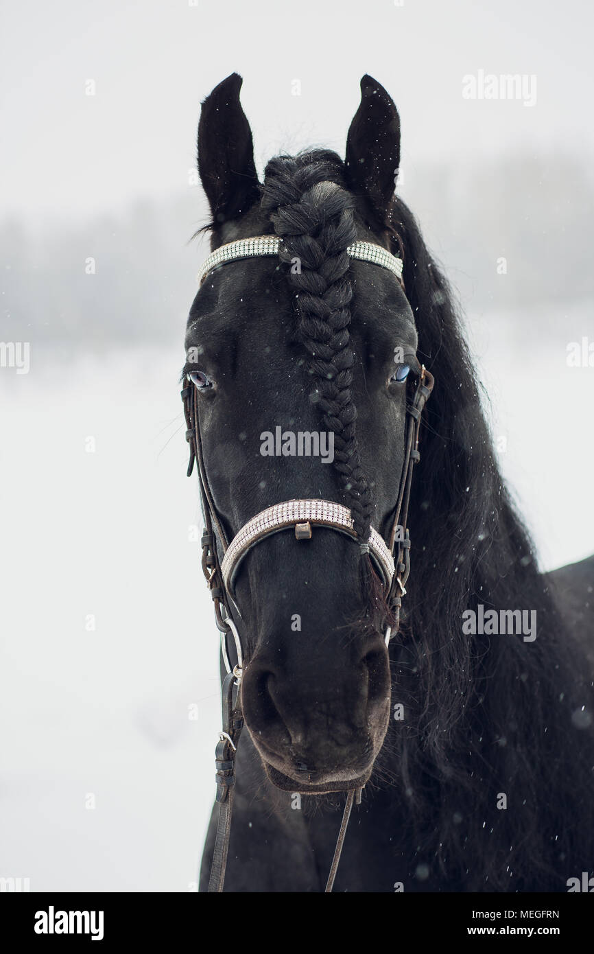 Étalon frison courir en hiver. Horse Banque D'Images