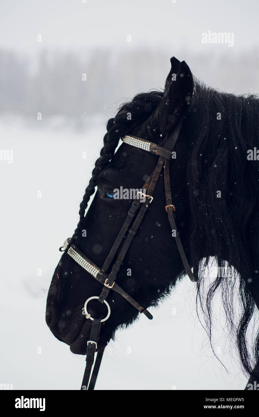 Étalon frison courir en hiver. Horse Banque D'Images