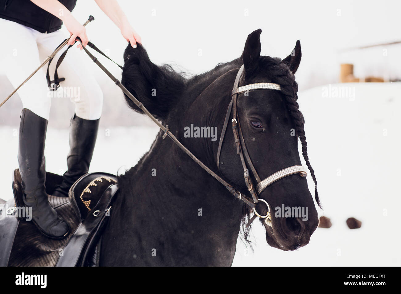 Étalon frison courir en hiver. Horse Banque D'Images