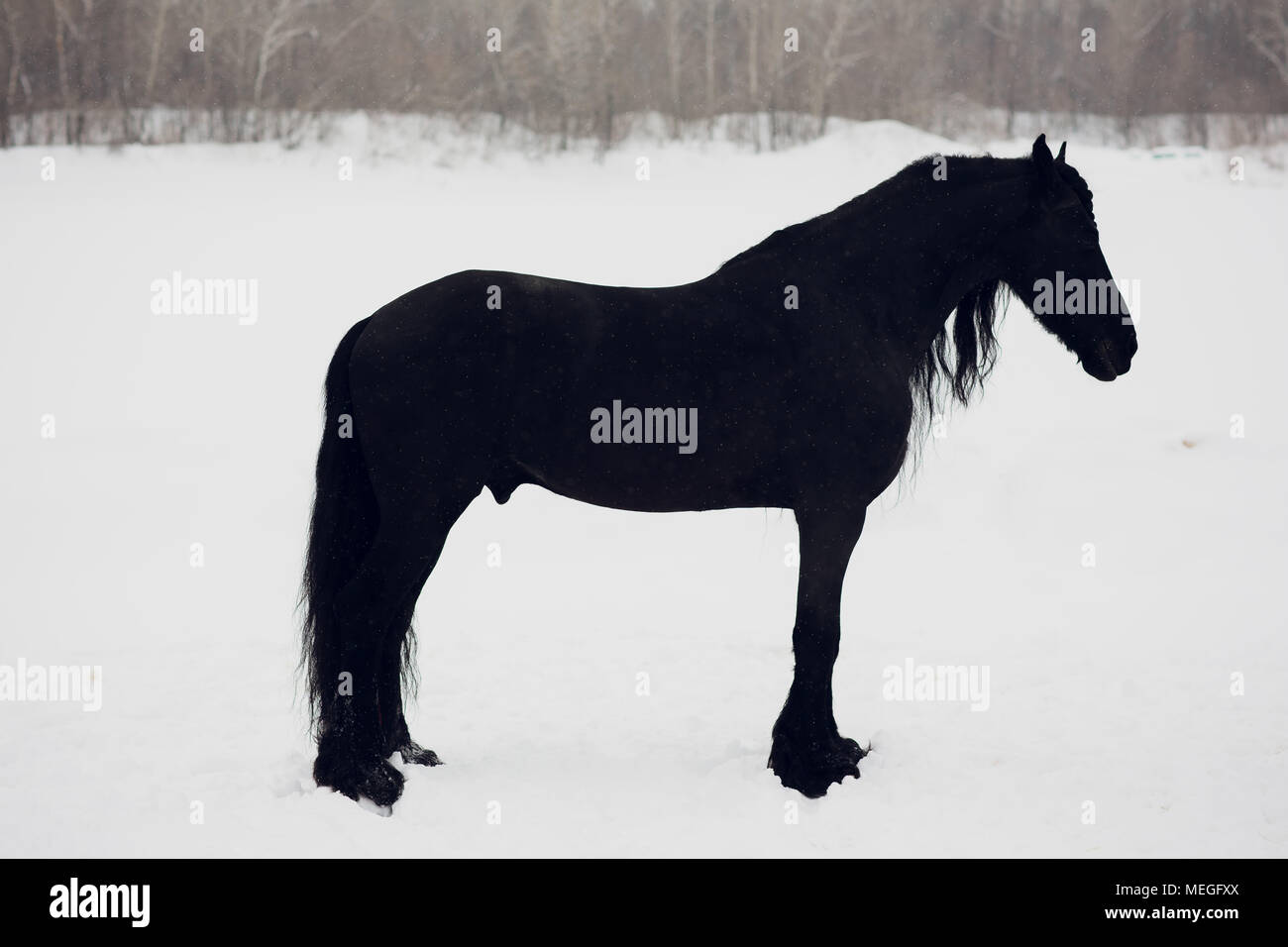 Étalon frison courir en hiver. Portrait de cheval sans munitions Banque D'Images