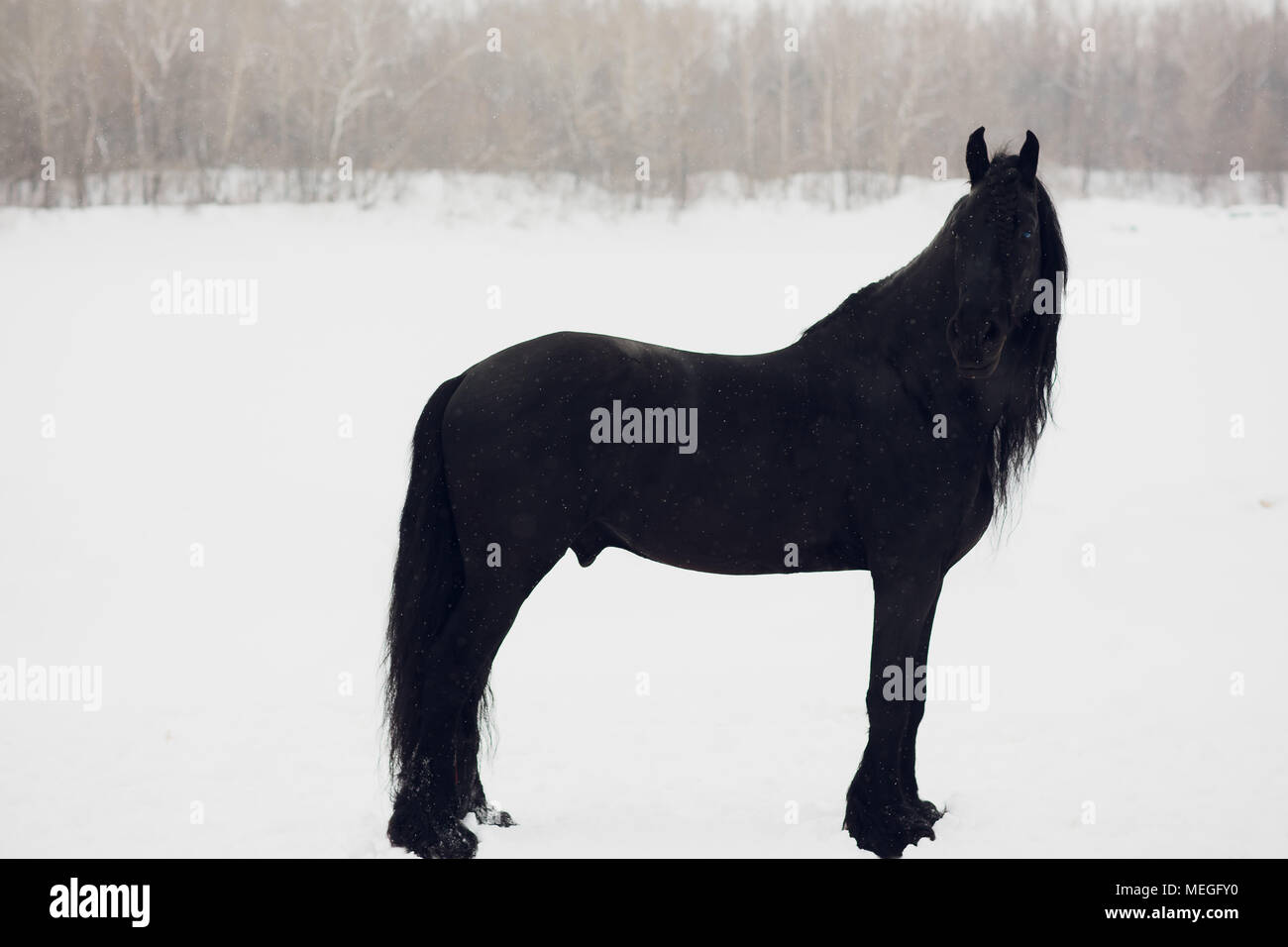 Étalon frison courir en hiver. Portrait de cheval sans munitions Banque D'Images