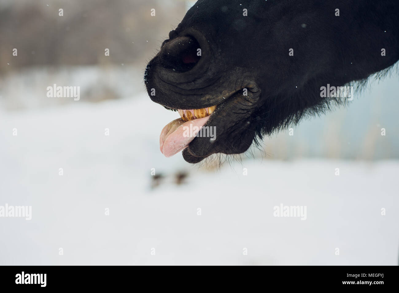 L'étalon frison montre la langue Banque D'Images